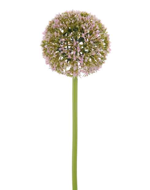 Allium Soft Pink (F183073)