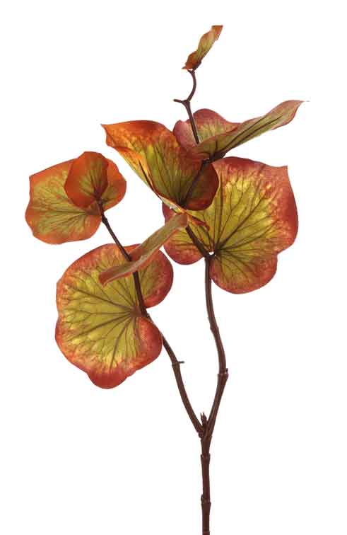 Blätterzweig Asarum 77cm (F185858)
