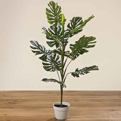 Philodendron Monstera Fensterblatt im Topf 110 cm (1002244)