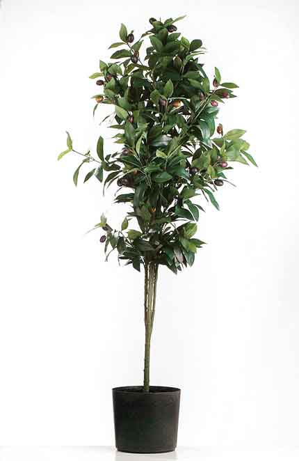 Olive Olivenbaum im Topf 135 cm (F187252)