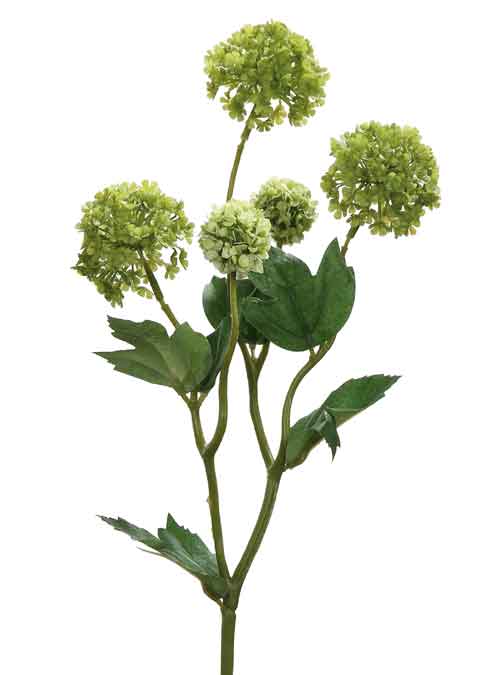 Schneeball Springgreen (F181644)