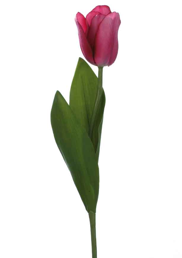 Tulpe Mondial Violet (F181832)